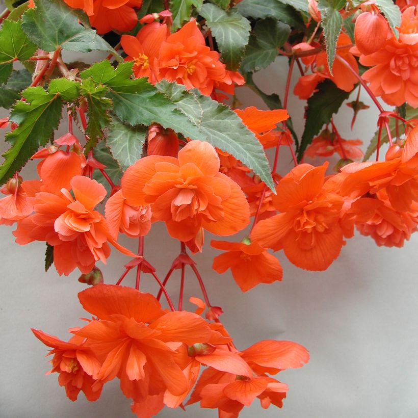 Begonia Chanson F1 Salmon (gecoate zaden) - Hangbegonia (Bloei)