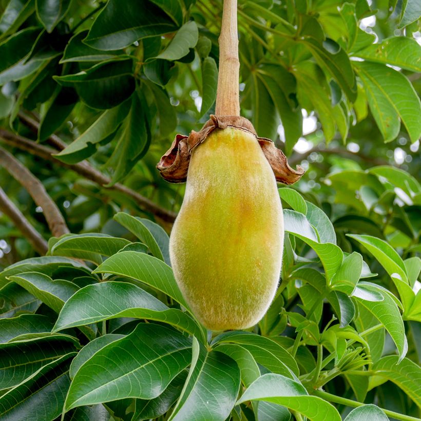 Adansonia digitata (zaad) - Baobab (Oogst)