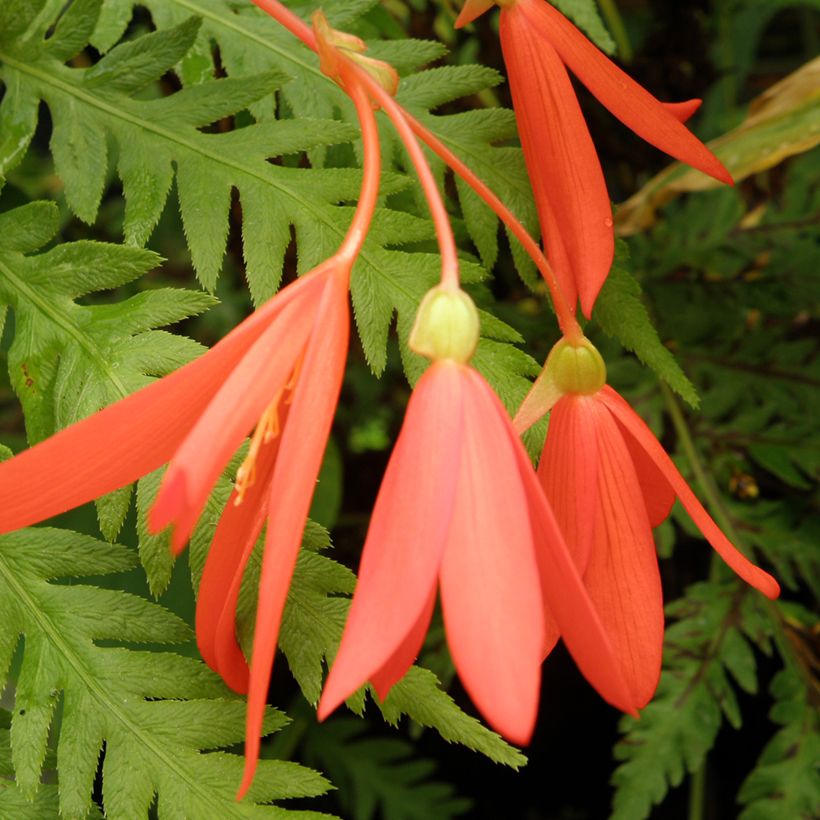 Begonia boliviensis (zaad) - Hangbegonia (Bloei)