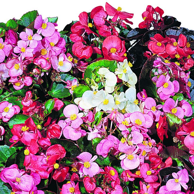 Begonia semperflorens Organdy F1 Mix (zaad) - Waterbegonia (Bloei)