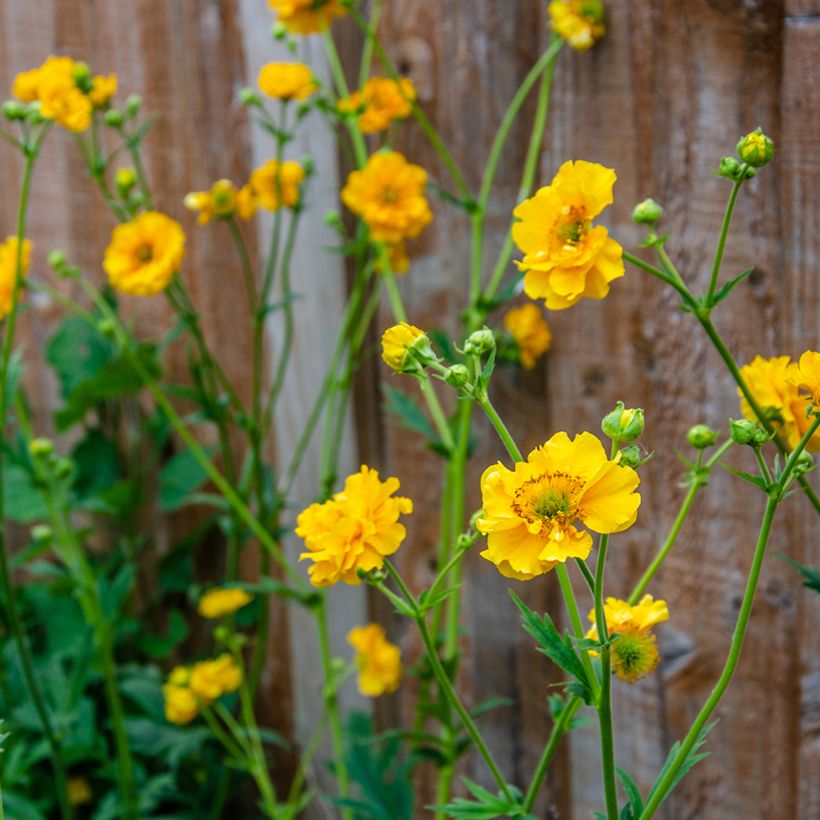 Geum chiloense Lady Stratheden (zaad) - Nagelkruid (Bloei)
