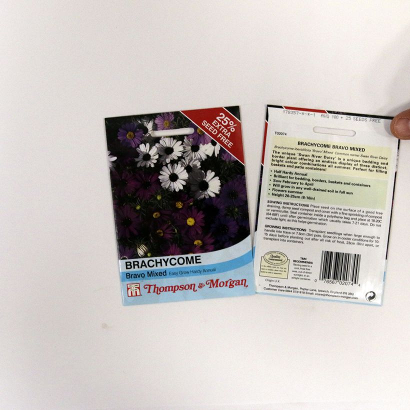 Voorbeeld van een exemplaar van Brachyscome iberidifolia Bravo (zaad) - Zwanenbloem het zakje met 175 zaden zoals geleverd