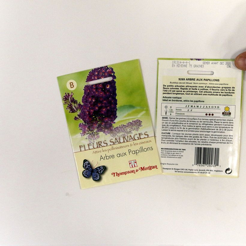 Voorbeeld van een exemplaar van Buddleja davidii (zaad) - Vlinderstruik het zakje met 75 zaden zoals geleverd