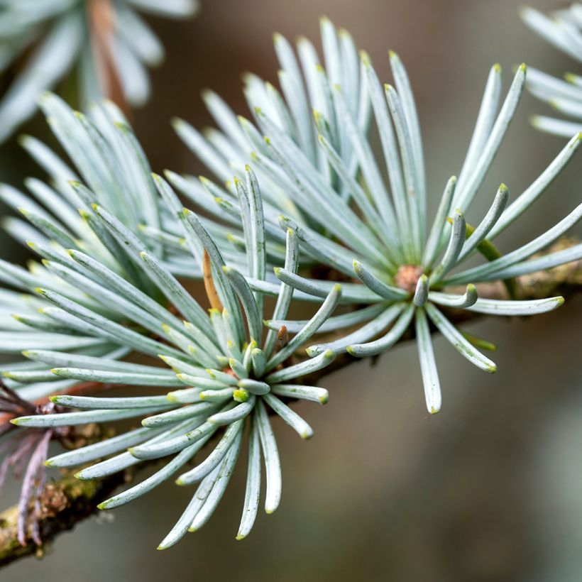 Cedrus atlantica (zaad) - Atlasceder (Blad)
