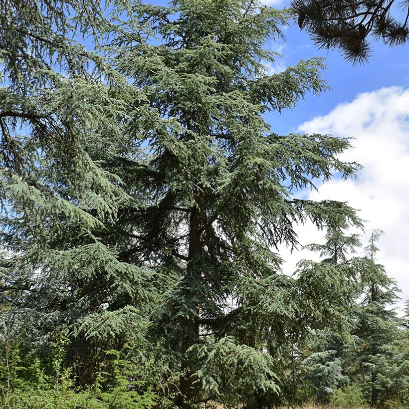 Cedrus atlantica (zaad) - Atlasceder (Groeiplaats)