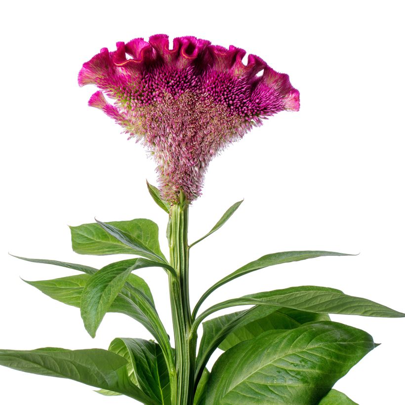 Lamsoor Bar Bora (zaad) - Celosia argentea (Flowering)