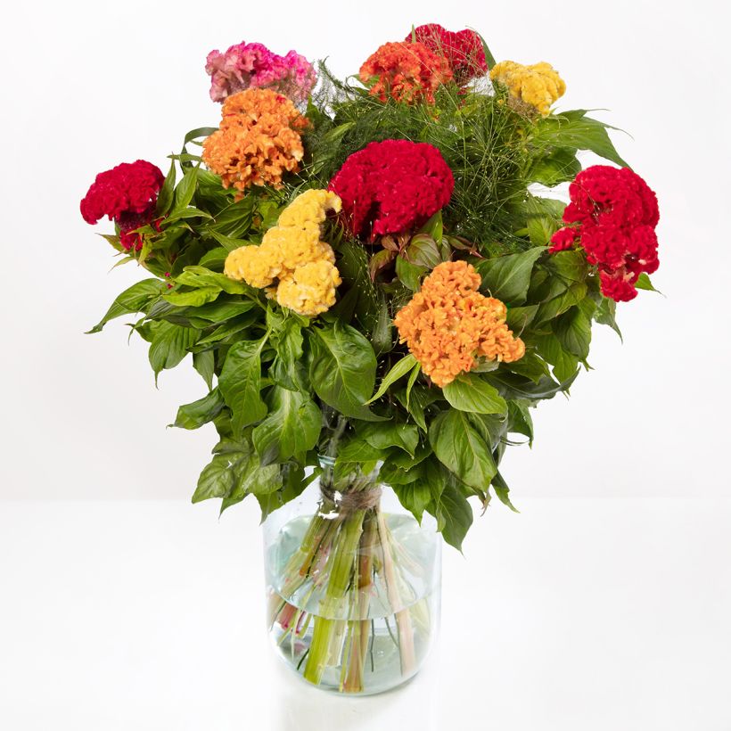 Lamsoor Captain Mix (zaad) - Celosia argentea (Flowering)