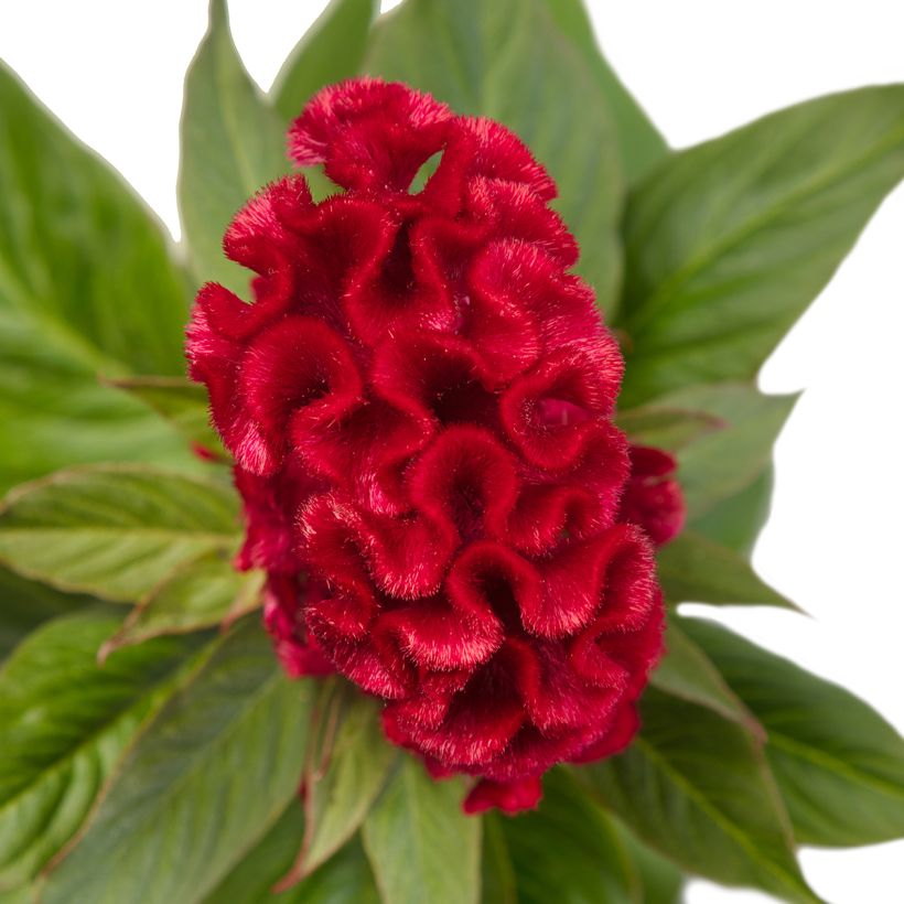 Lamsoor Red Jack (zaad) - Celosia argentea (Flowering)
