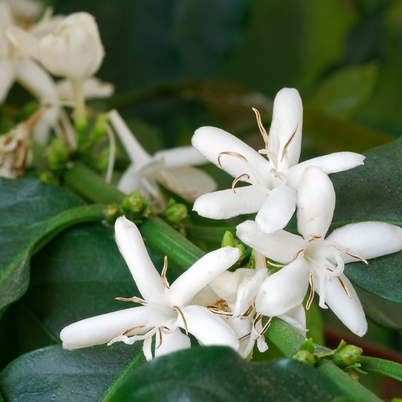 Coffea arabica (zaad) - Koffieplant (Bloei)