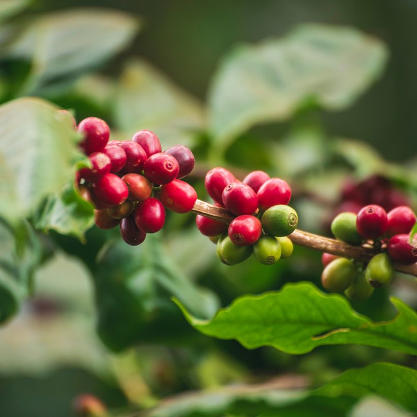 Coffea arabica (zaad) - Koffieplant (Oogst)