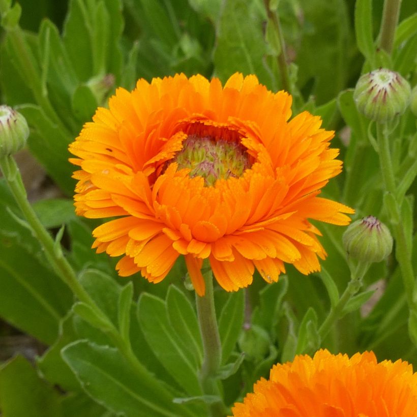 Calendula officinalis Ollioules Orange Greenheart (zaad) - Goudsbloem (Flowering)
