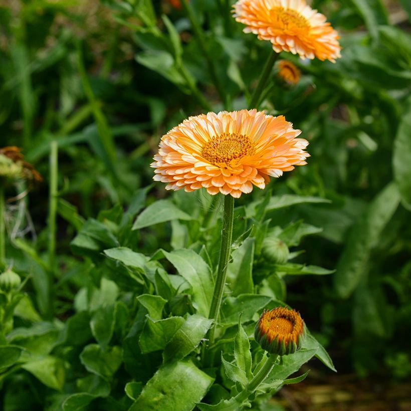 Calendula officinalis Pink Surprise (zaad) - Goudsbloem (Bloei)