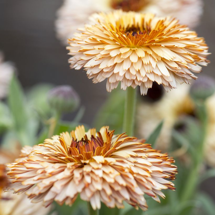 Calendula officinalis Pygmy Buff (zaad) - Goudsbloem (Bloei)