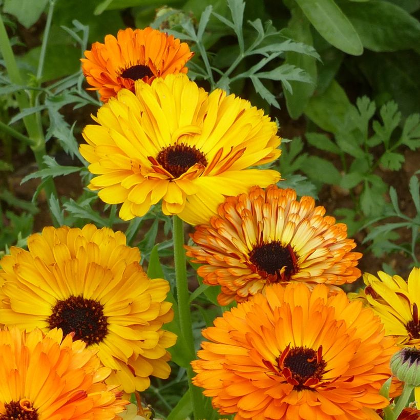 Calendula officinalis Touch Of Red Mixed (zaad) - Goudsbloem (Flowering)