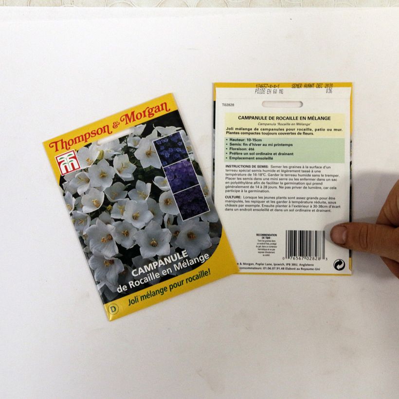 Example of Graines de Campanule de Rocaille en Mélange die Tüte mit 850 Samen (0,1g) as you get