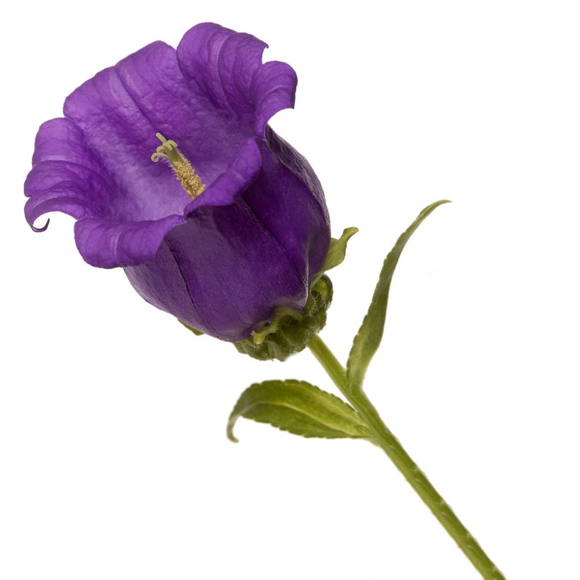 Campanula medium Big Ben Deep Blue (zaad) - Mariëtteklokje (Flowering)