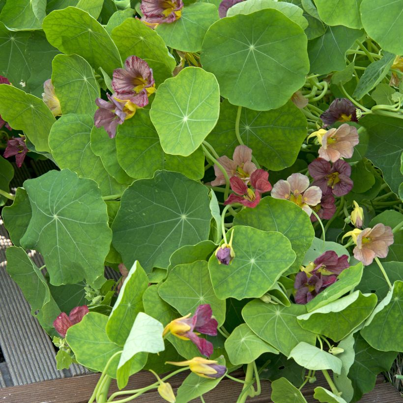 Oost-Indische kers Purple Emperor (zaad) - Tropaeolum majus (Blad)