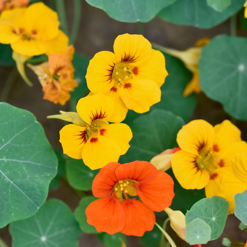 Oost-Indische kers Dubbel (zaad) - Tropaeolum majus (Flowering)
