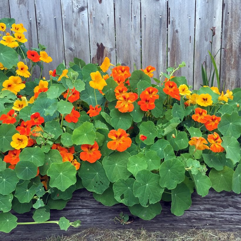 Oost-Indische kers Dubbel (zaad) - Tropaeolum majus (Plant habit)