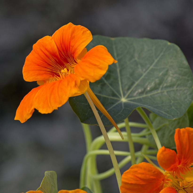 Oost-Indische kers Baby Orange (zaad) - Tropaeolum minus (Bloei)