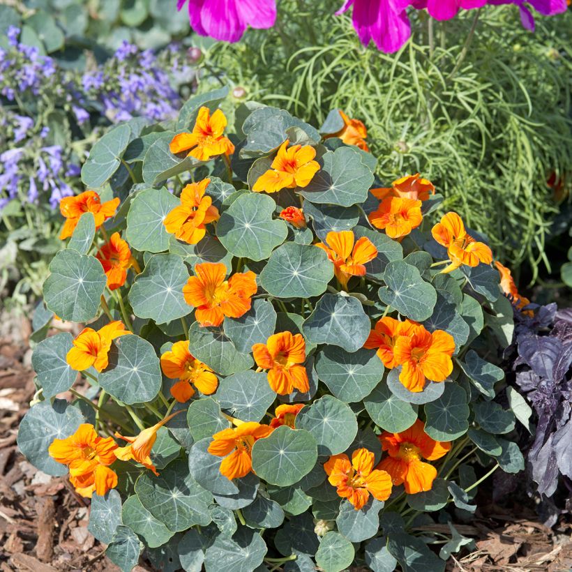 Oost-Indische kers Baby Orange (zaad) - Tropaeolum minus (Groeiplaats)