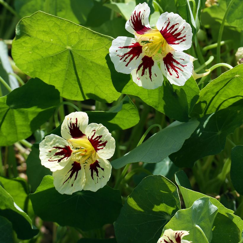 Oost-Indische kers Chameleon (zaad) - Tropaeolum majus (Bloei)