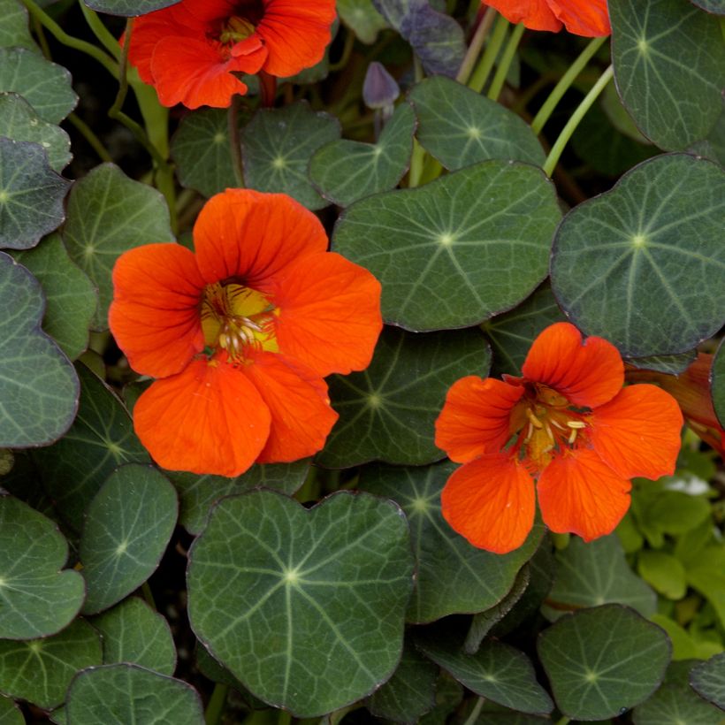 Oost-Indische kers Empress of India (zaad) biologisch - Tropaeolum majus (Bloei)