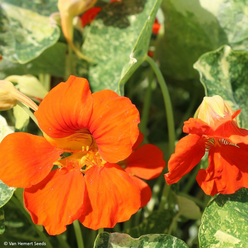Oost-Indische kers Oranje Troika (zaad) - Tropaeolum (Bloei)