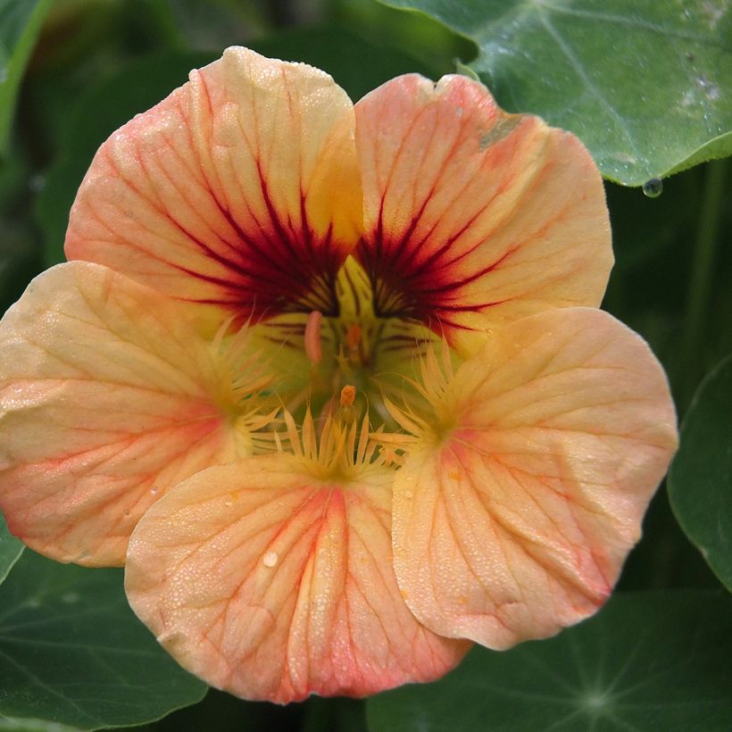 Oost-Indische kers Salmon Baby (zaad) - Tropaeolum majus (Flowering)