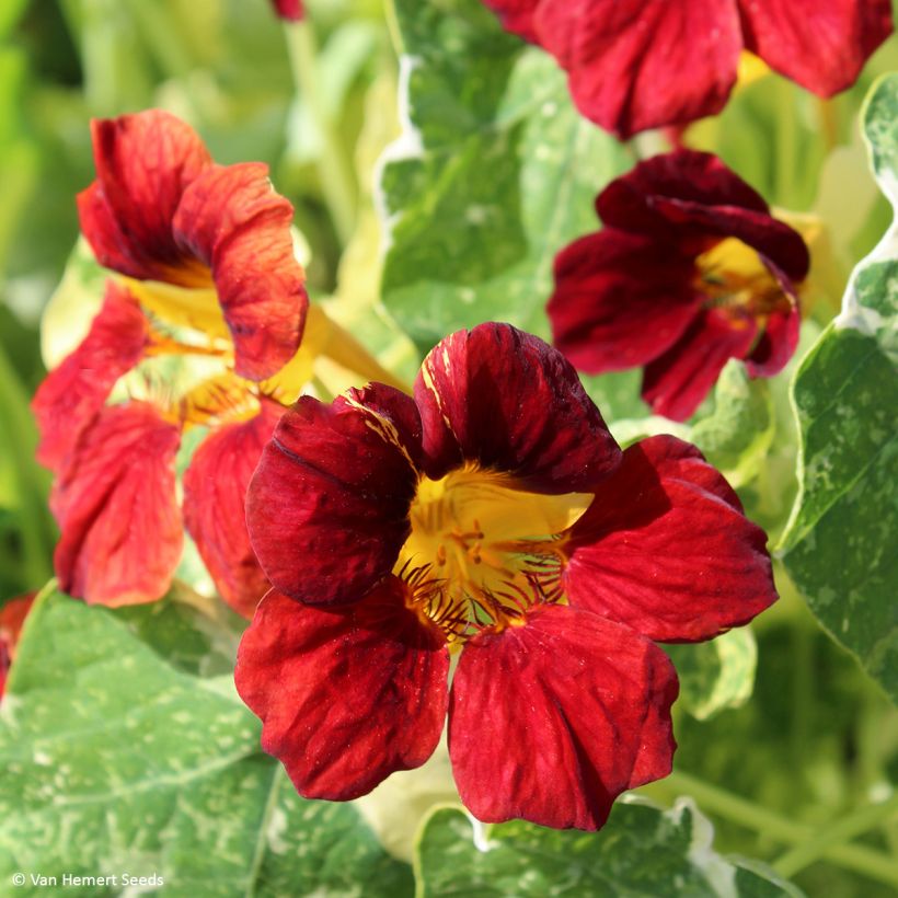 Oost-Indische kers Velvet Troika (zaad) - Tropaeolum (Bloei)