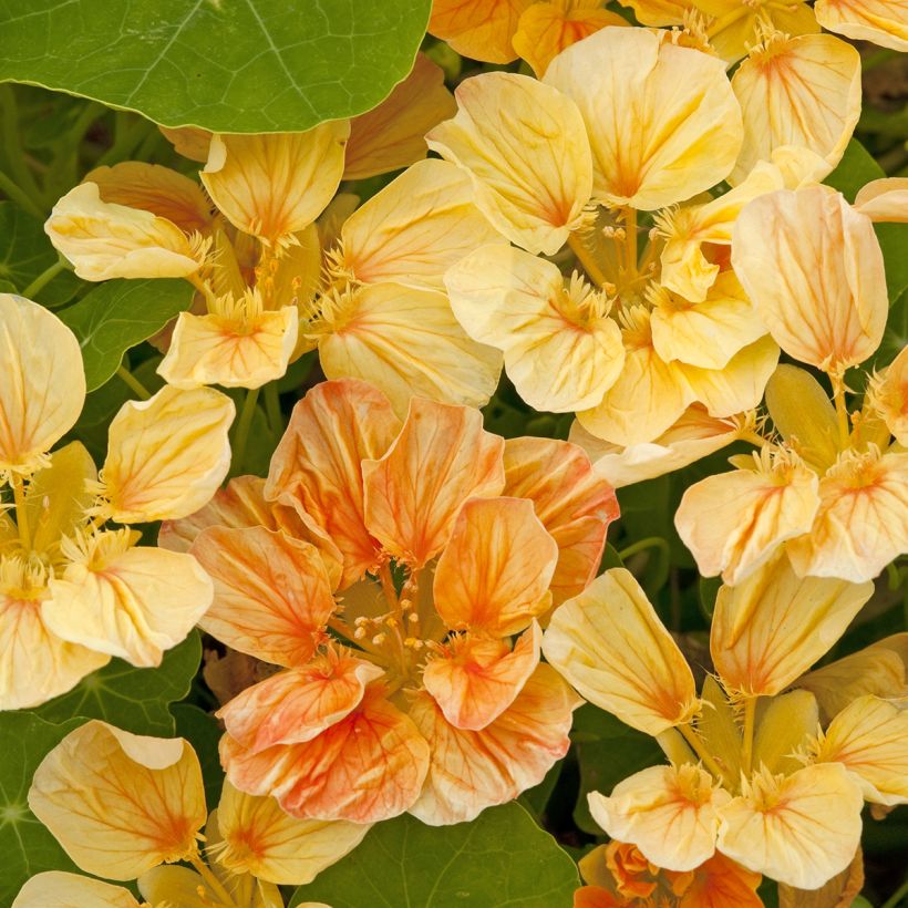 Oost-Indische kers Whirlybird Apricot (zaad) - Tropaeolum (Bloei)