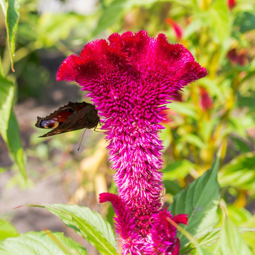 Hanekam Fan Dance Paars (zaad) - Celosia cristata (Flowering)