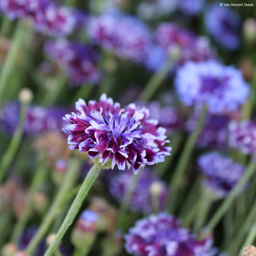Korenbloem Classic Magic (zaad) - Centaurea cyanus (Bloei)