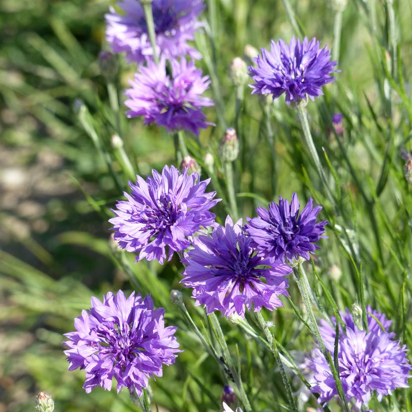 Korenbloem Lady Mauve (zaad) - Centaurea cyanus (Flowering)