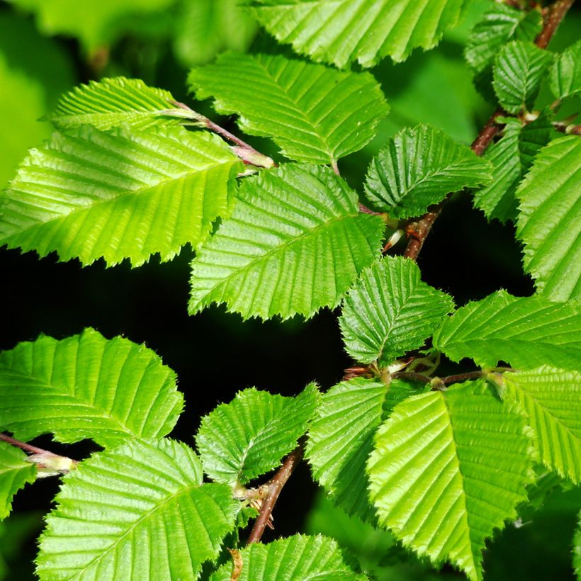 Carpinus betulus (zaad) - Haagbeuk (Blad)