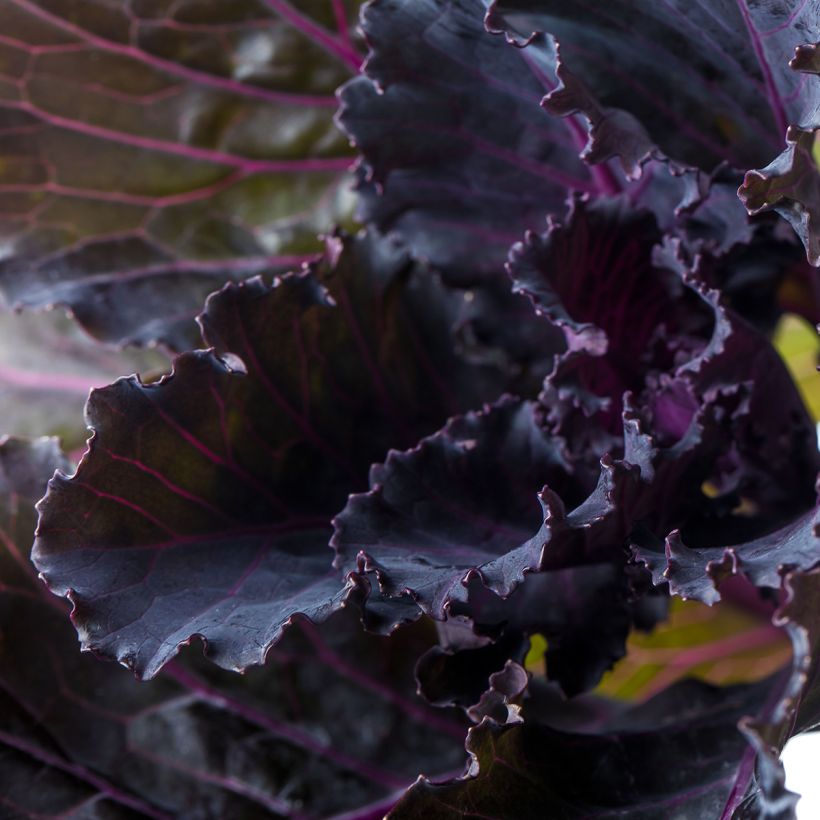 Brassica oleracea Black Leaf (zaad) - Kool (Foliage)