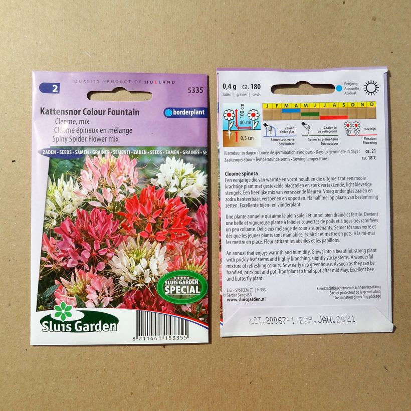 Example of Graines de Cléome épineux en mélange Colour Fountain - Cleome spinosa per pack of 450 seeds (1g) as you get