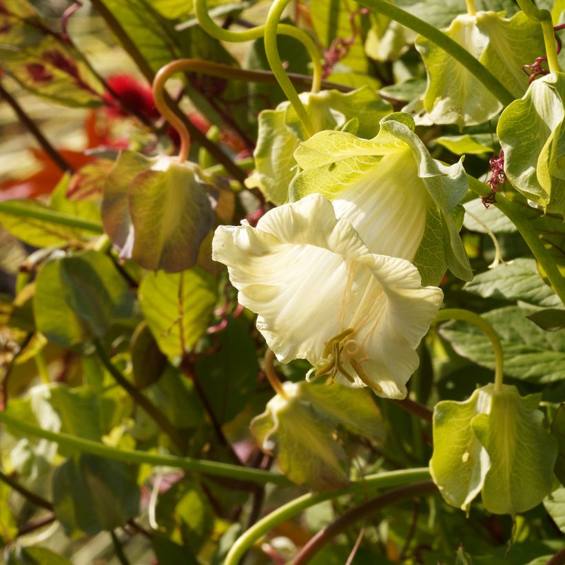 Cobaea scandens Alba (zaad) - Klokwinde (Flowering)