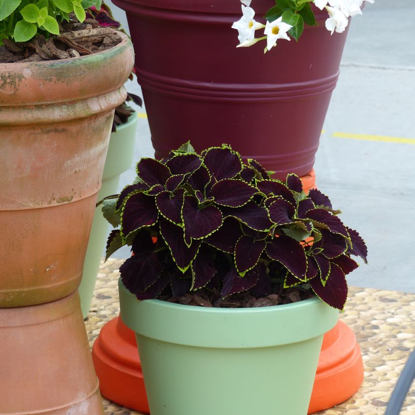 Coleus Mezmerize Chocolate Lime Edge (zaad) - Siernetel (Groeiplaats)