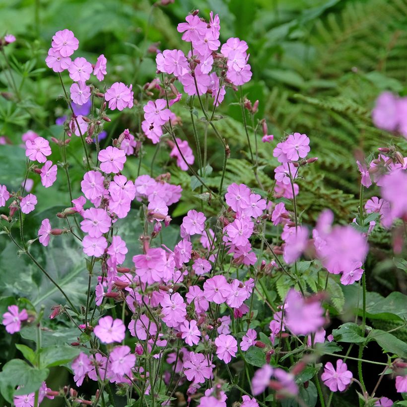 Silene dioica rood en wit (zaad) - Dagkoekoeksbloem (Groeiplaats)