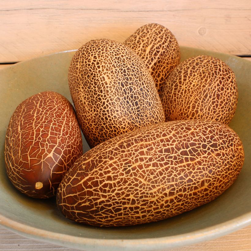 Sikkimkomkommer - Cucumis sativus (zaad) (Oogst)