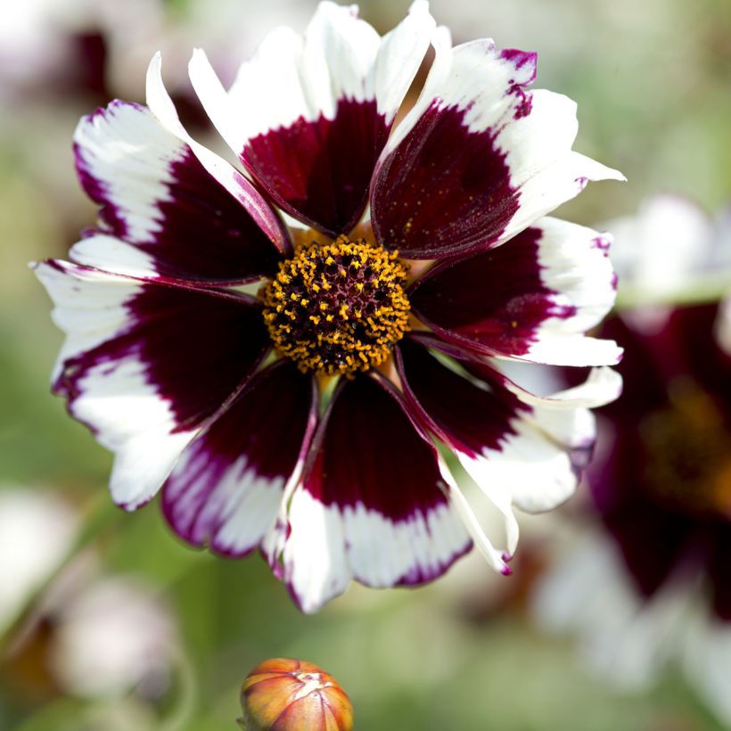 Coreopsis Incredible! Swirl (zaad) (Bloei)