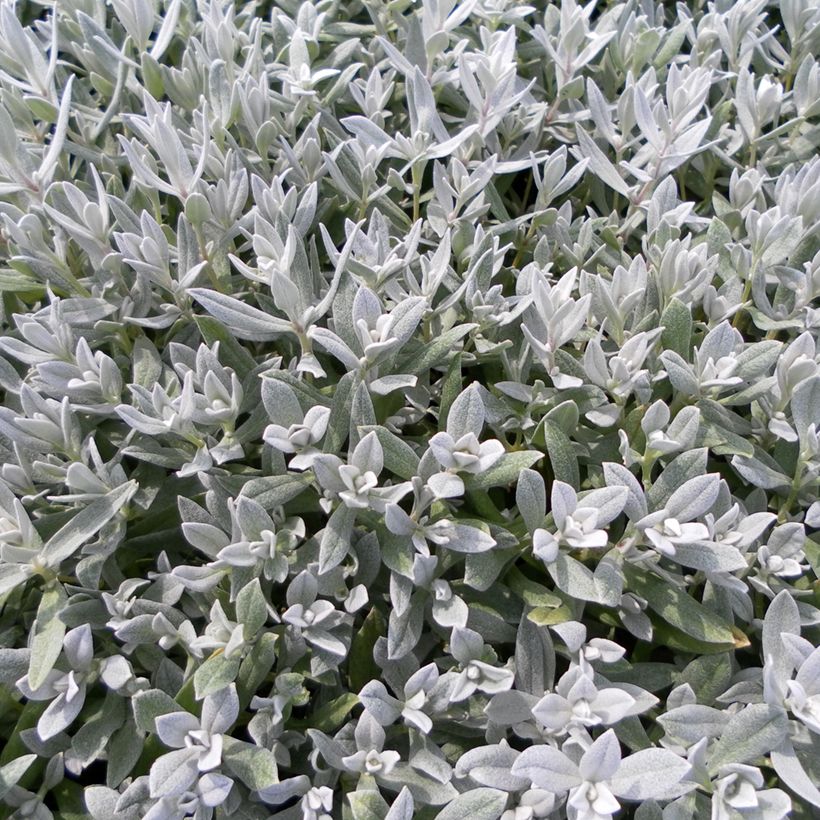 Cerastium biebersteinii (zaad) - Hoornbloem (Blad)