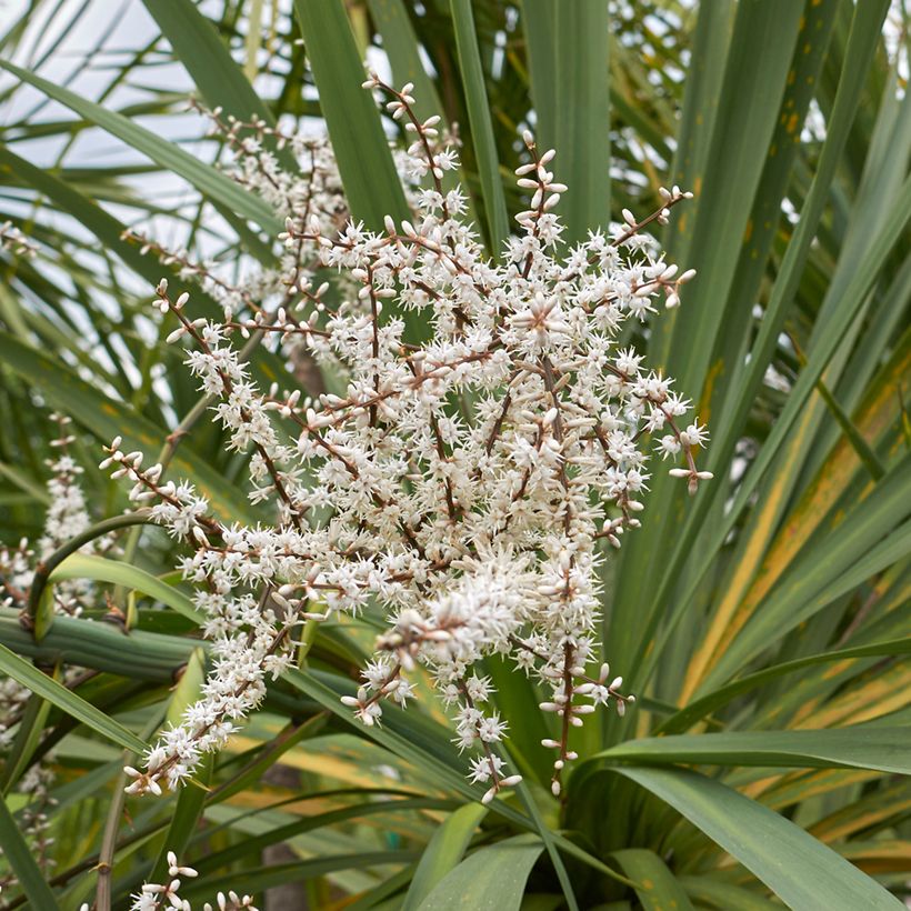 Cordyline australis (zaad) - Koolpalm (Bloei)