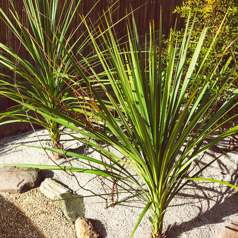 Cordyline australis (zaad) - Koolpalm (Groeiplaats)