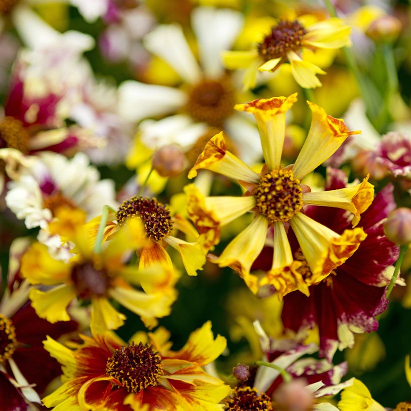 Coreopsis tinctoria Incredible Sea Shells Mix (zaad) - Meisjesogen (Bloei)