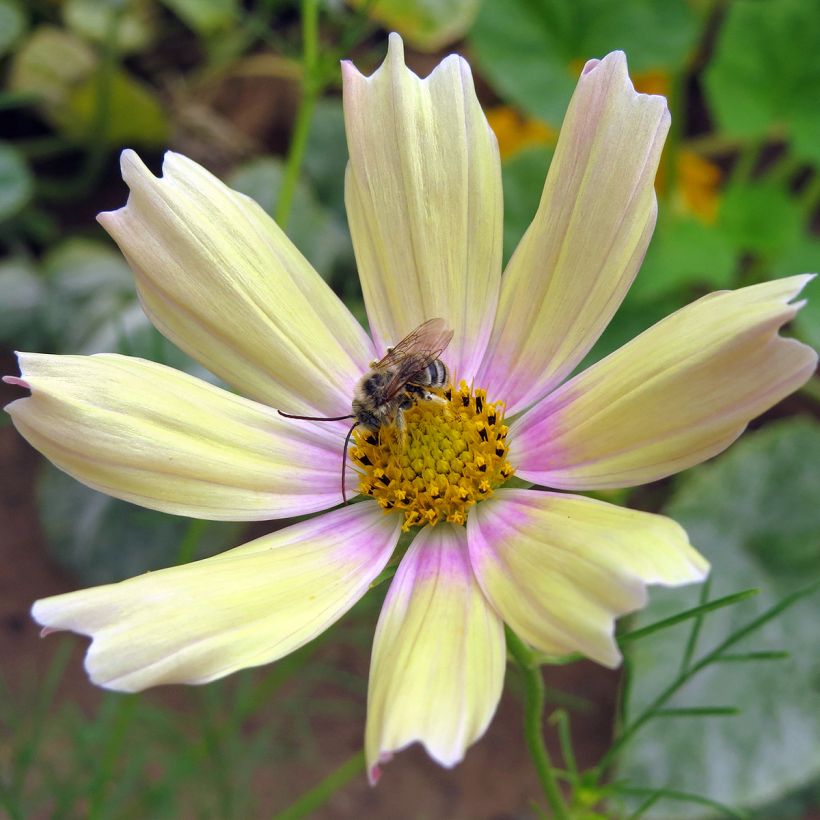 Cosmos bipinnatus Apricot Lemonade (zaad) - Cosmea (Bloei)