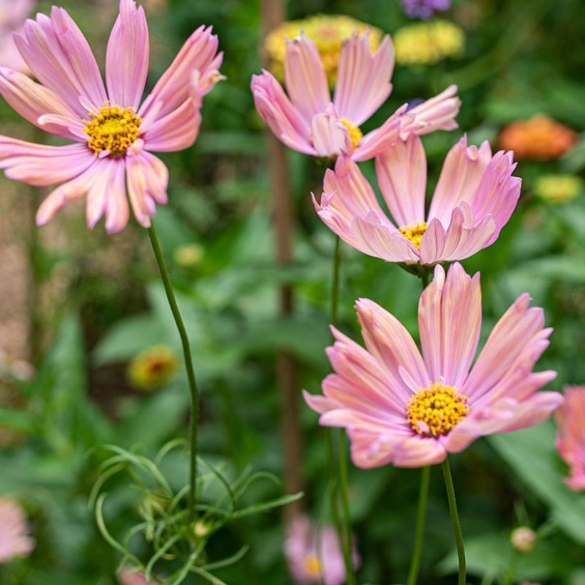 Cosmea Apricotta (zaad) - Cosmos bipinnatus (Flowering)