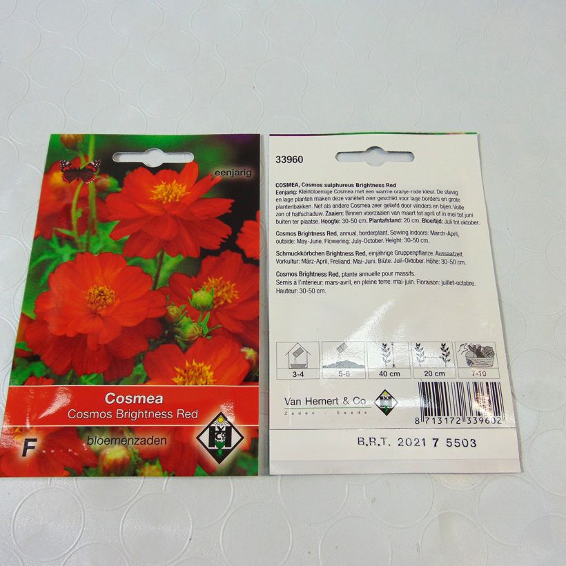 Voorbeeld van een exemplaar van Cosmos sulphureus Brightness Red (zaad) - Oranje cosmea het zakje met 40 zaden (0.5g) zoals geleverd