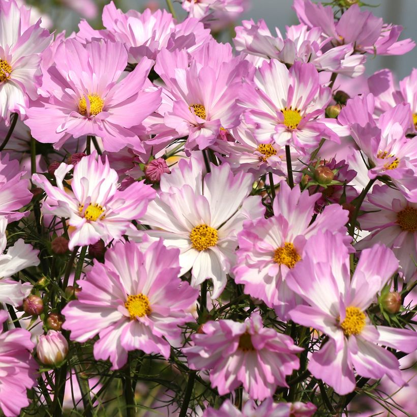 Cosmea Colletta Pink-White (zaad) - Cosmos bipinnatus (Bloei)